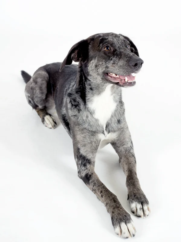 Catahoula Leopard Dog photo thumbnail 3