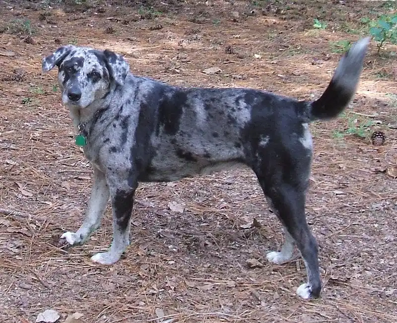 Catahoula Leopard Dog - Image 1