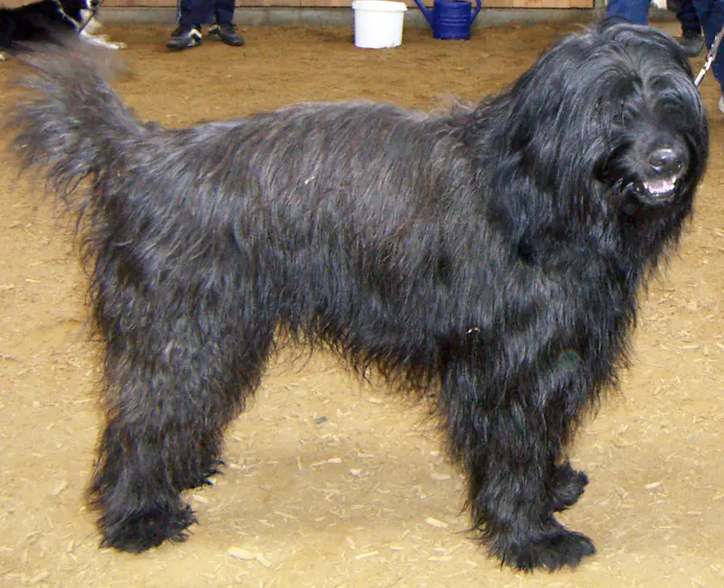 Catalan Sheepdog - Dog breed similar to Hmong Bobtail Dog