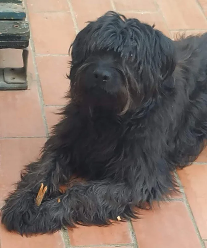 Catalan Sheepdog thumbnail 2