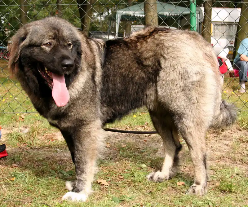 Caucasian Shepherd Dog photo thumbnail 1
