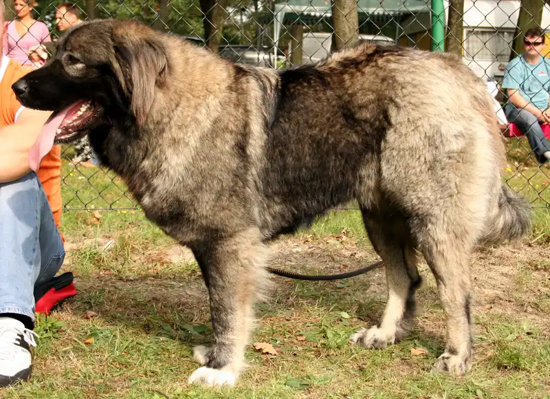 Caucasian Shepherd Dog side profile view