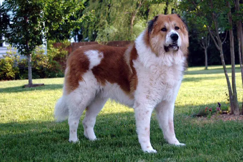Caucasian Shepherd Dog thumbnail 1