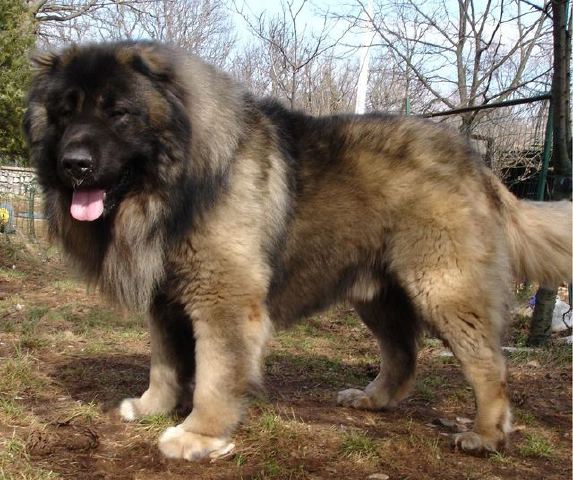 Caucasian Shepherd Dog close-up photo