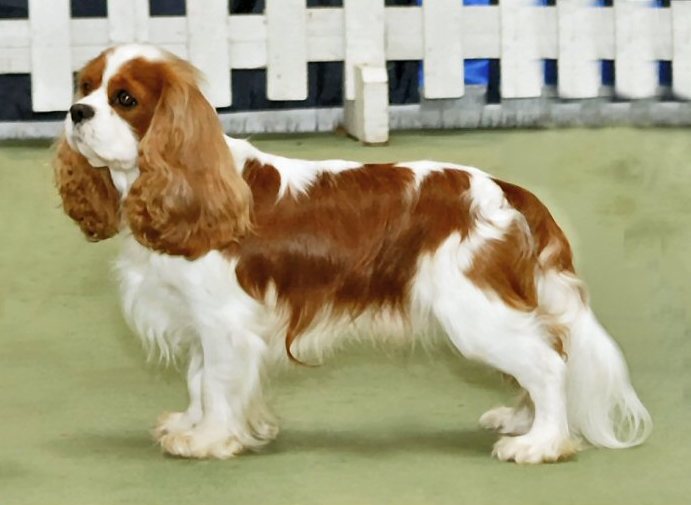 Cavalier King Charles Spaniel, a 85% match to Paisley Terrier