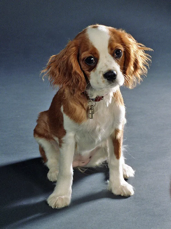 Cavalier King Charles Spaniel thumbnail 3