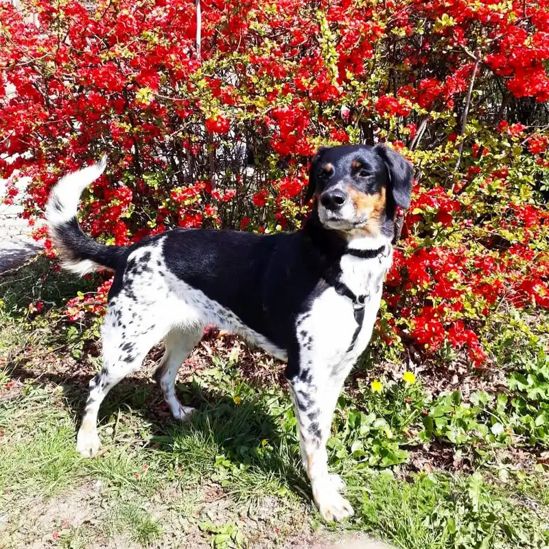 Cesky Strakaty Pes - Dog breed similar to Lagotto Romagnolo