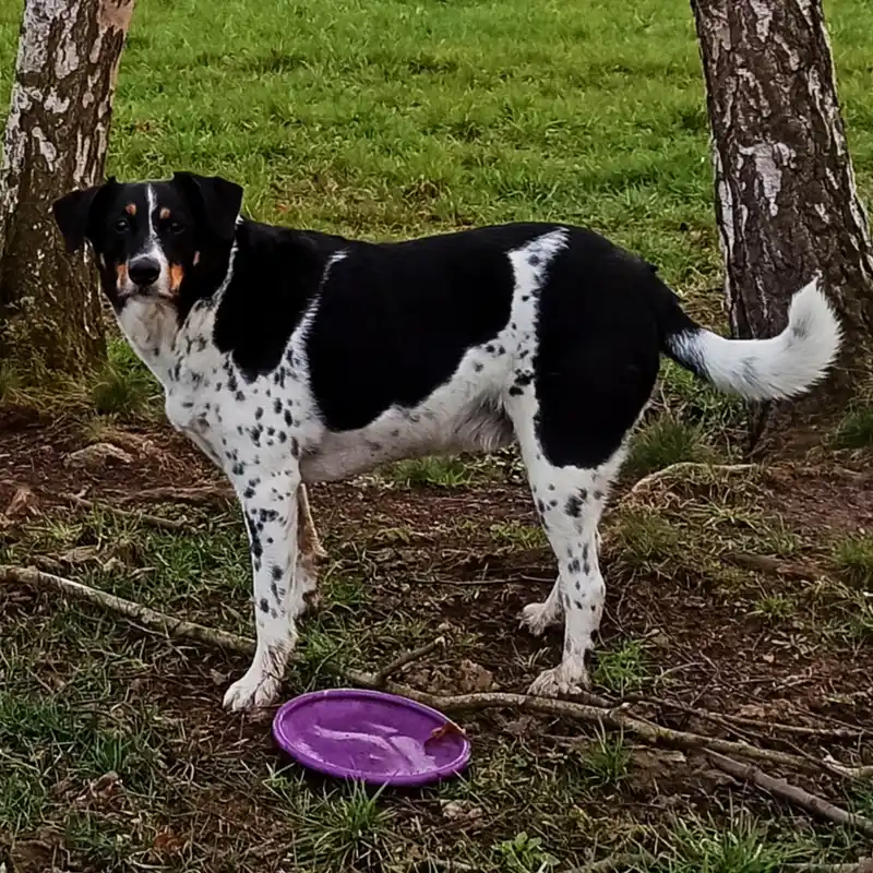 Cesky Strakaty Pes thumbnail 2