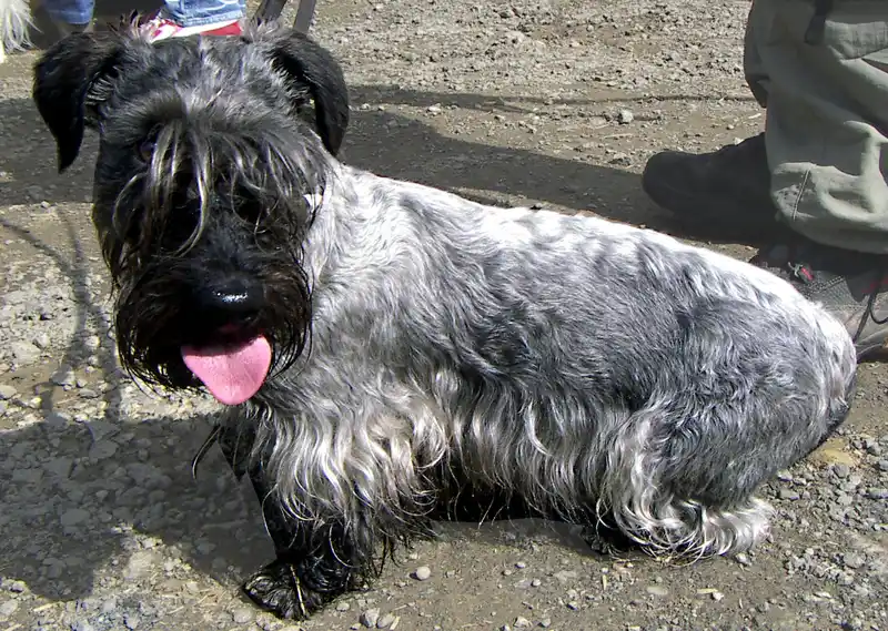 Cesky Terrier - Image 3