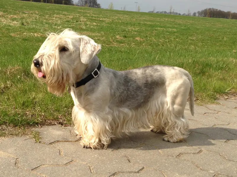 Cesky Terrier photo thumbnail 3