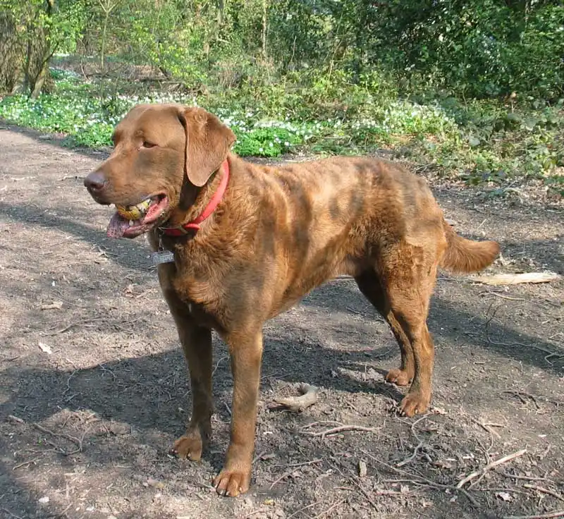 Chesapeake Bay Retriever, a 89% match to English Setter