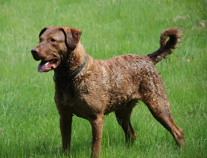 Chesapeake Bay Retriever thumbnail 2