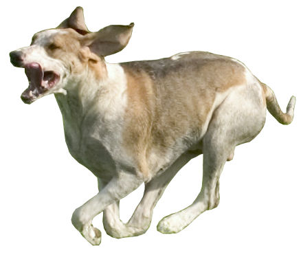 Chien Francais Blanc et Orange - Scenthound breed known for being Energetic and Friendly