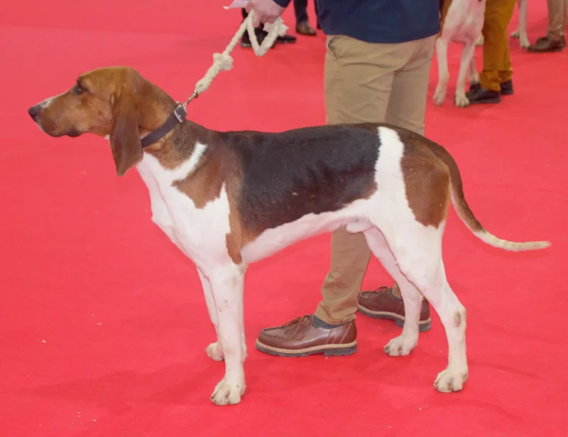 Chien Francais Tricolore, a 82% match to Cordoba Fighting Dog