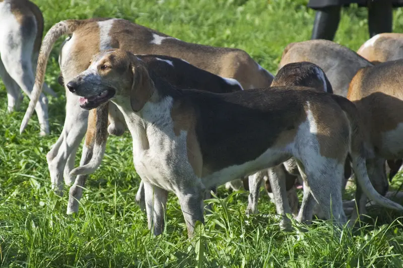 Chien Francais Tricolore - Image 1