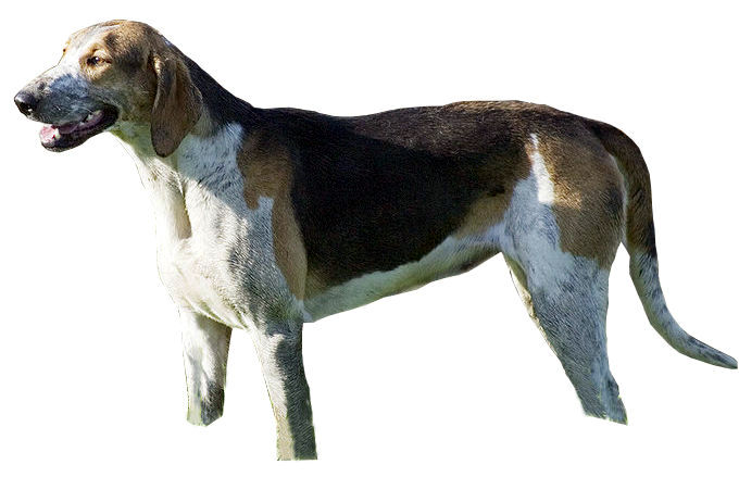Chien Francais Tricolore full body photo