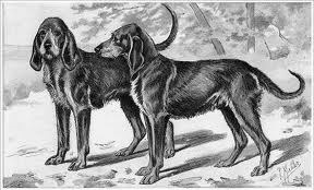 Chien-gris side profile view