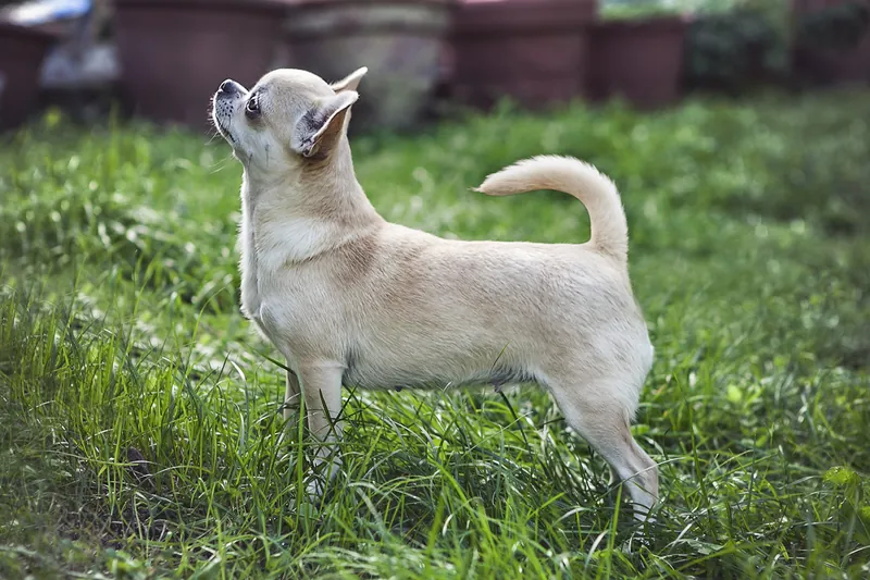Chihuahua side profile view