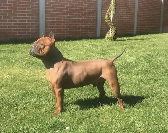 Chinese Chongqing Dog side profile view