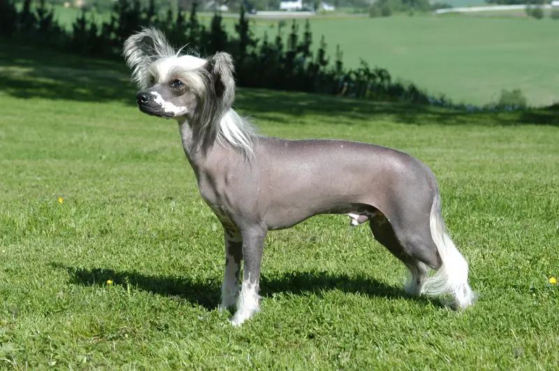 Chinese Crested Dog thumbnail 1