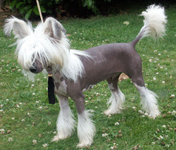 Chinese Crested Dog photo thumbnail 2