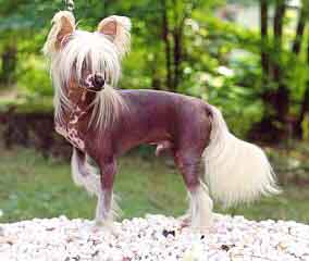 Chinese Crested Dog photo thumbnail 3