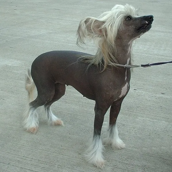 Chinese Crested Dog - Image 2