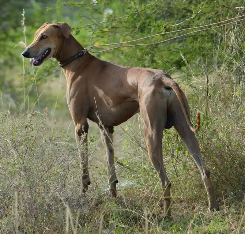 Chippiparai - Hound breed known for being Active and Affectionate