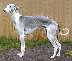 Hortaya Borzaya - Sighthound breed known for being Calm and Enduring