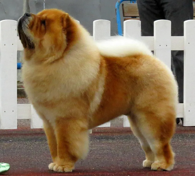 Chow Chow - Non-Sporting breed known for being Dignified and Independent