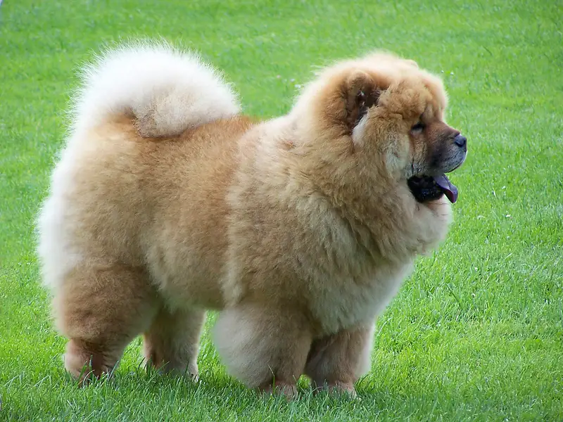 Chow Chow side profile view