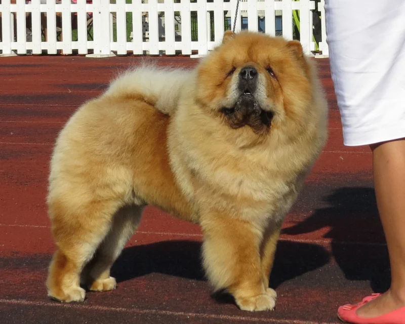 Chow Chow photo thumbnail 3