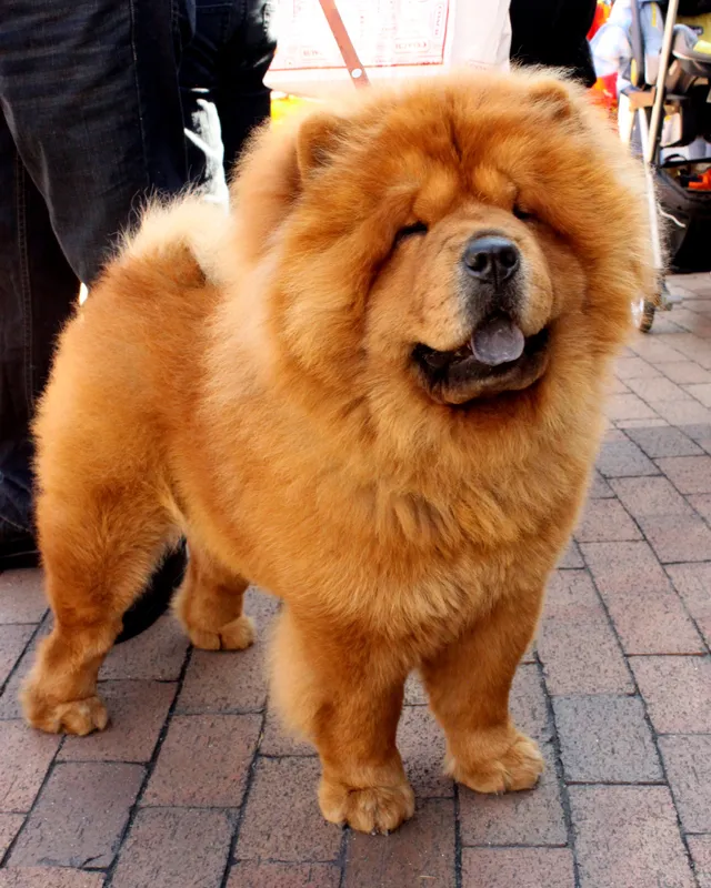 Chow Chow photo thumbnail 4