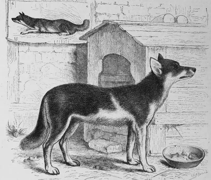 Chukotka Sled Dog - Image 2