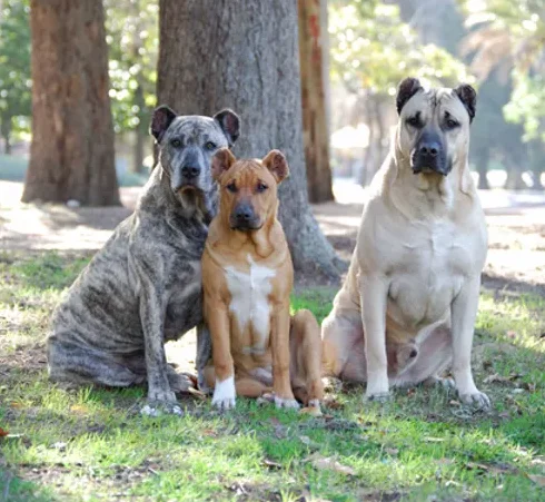 Cimarron Uruguayo, a 88% match to Serrano Bulldog