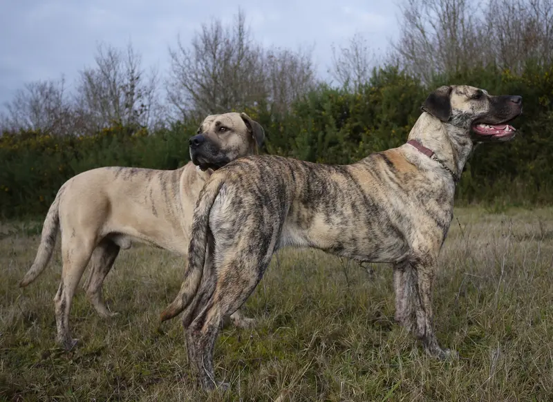 Cimarron Uruguayo - Molosser breed known for being Affectionate and Courageous