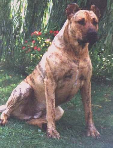 Cimarron Uruguayo - Image 5