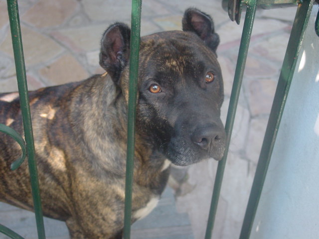 Cimarron Uruguayo thumbnail 2