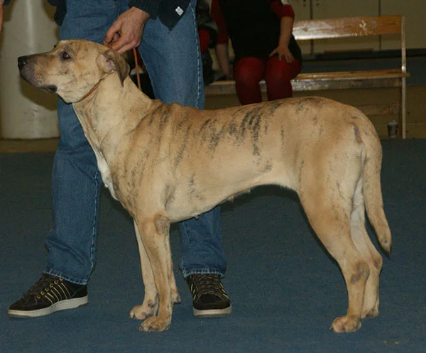 Cimarron Uruguayo - Image 3