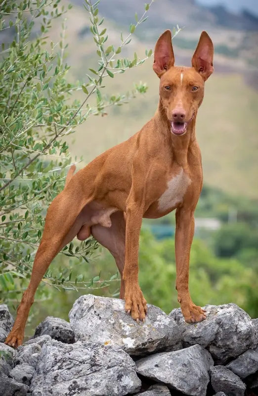 Cirneco dell'Etna - Image 2