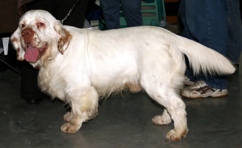 Clumber Spaniel thumbnail 1