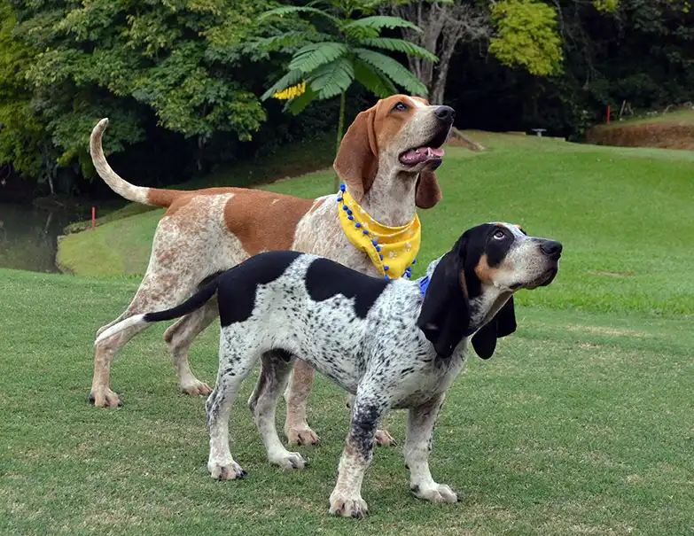 Colombian Fino Hound - Dog breed similar to Ariegeois