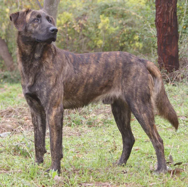 Corsican Dog - Dog breed similar to Barbado da Terceira