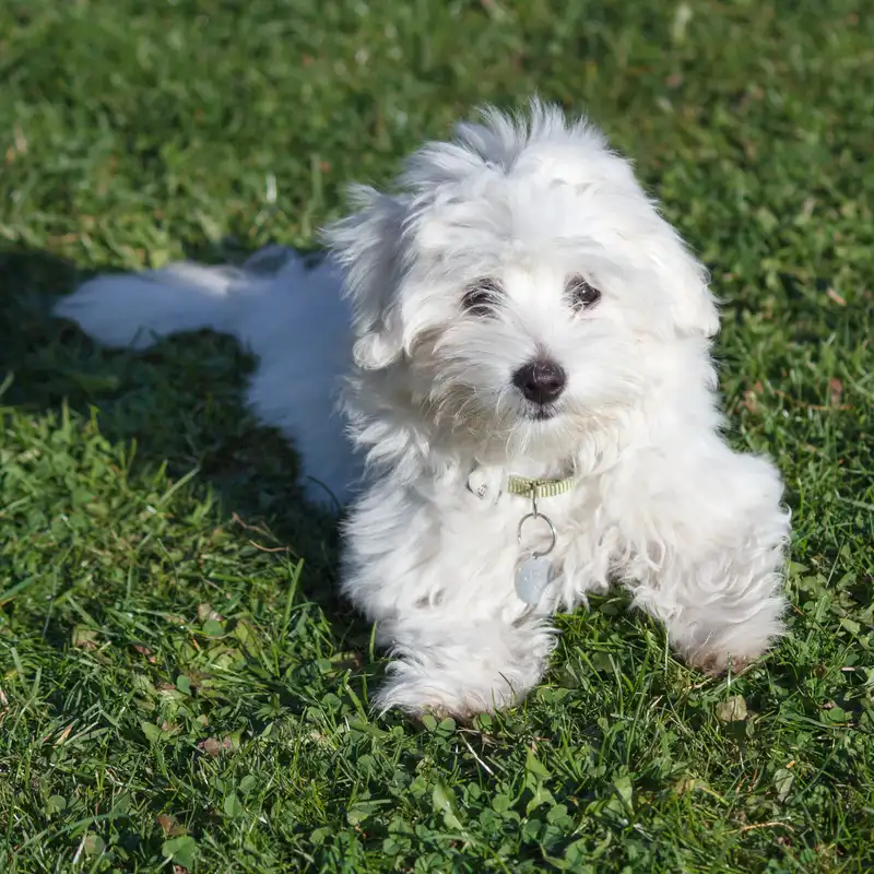 Coton de Tulear - Image 1