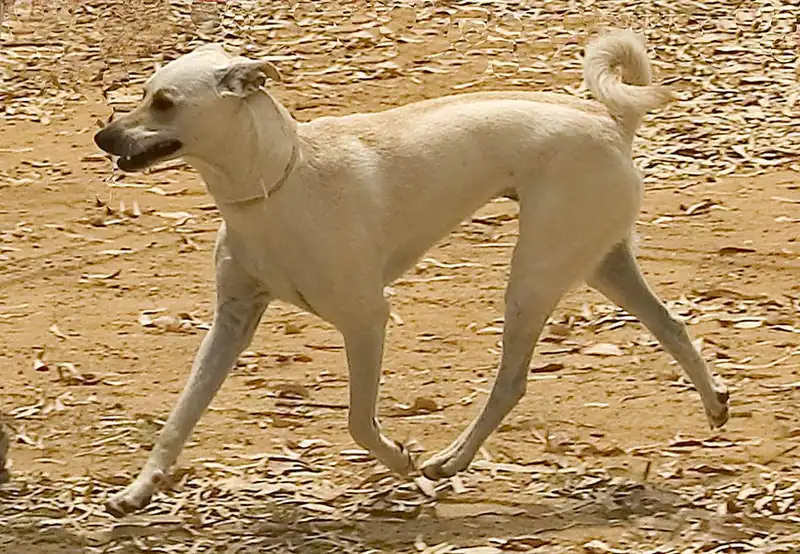 Cretan Hound - Image 1