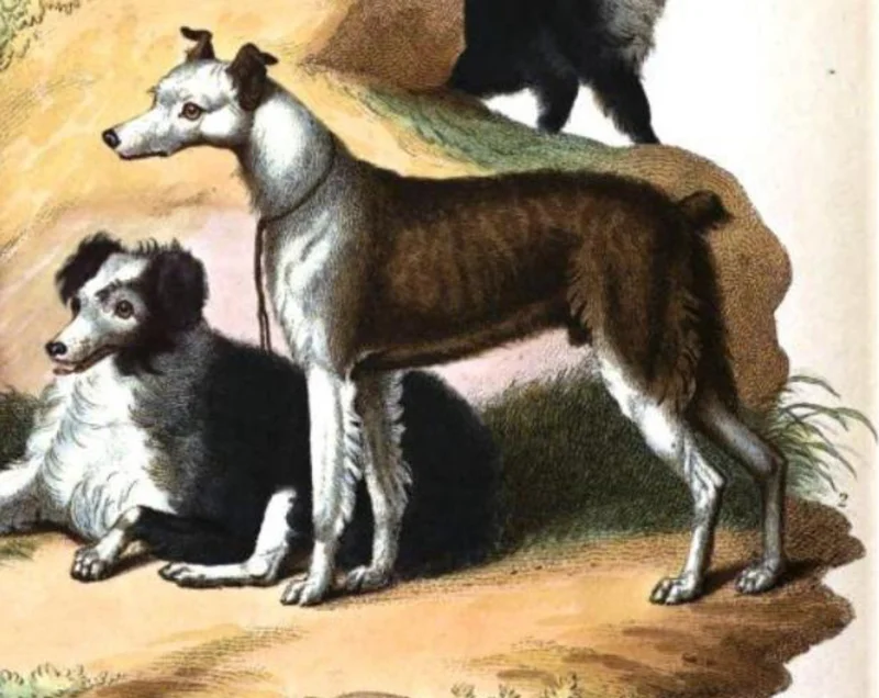 Cur - Dog breed similar to Gull Dong