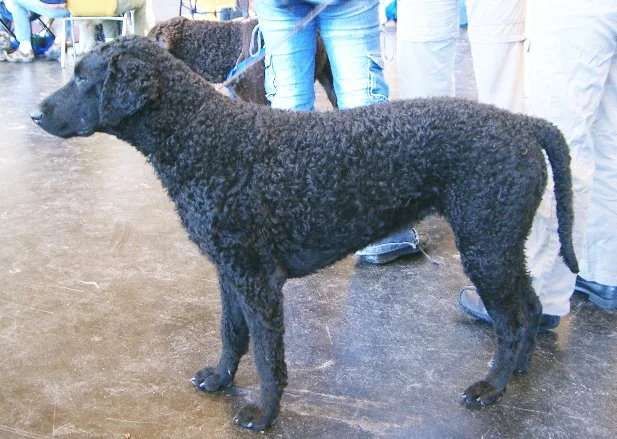 Curly-Coated Retriever - Sporting breed known for being Active and Affectionate