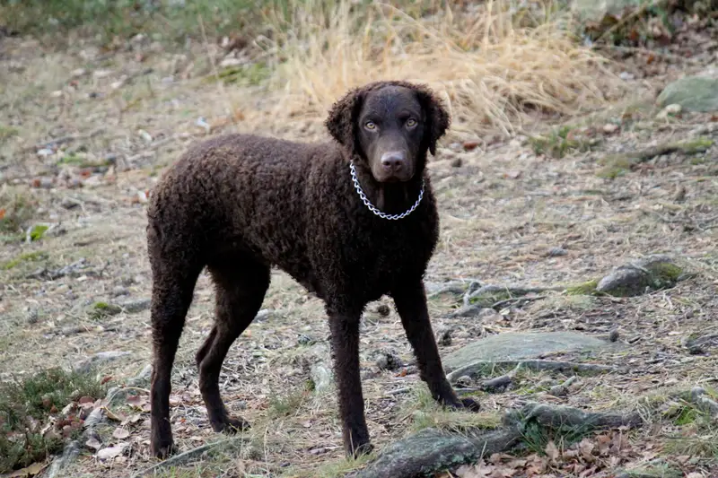 Curly-Coated Retriever thumbnail 1