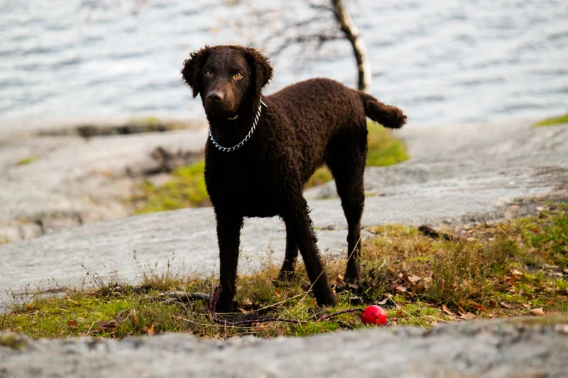 Curly-Coated Retriever full body photo