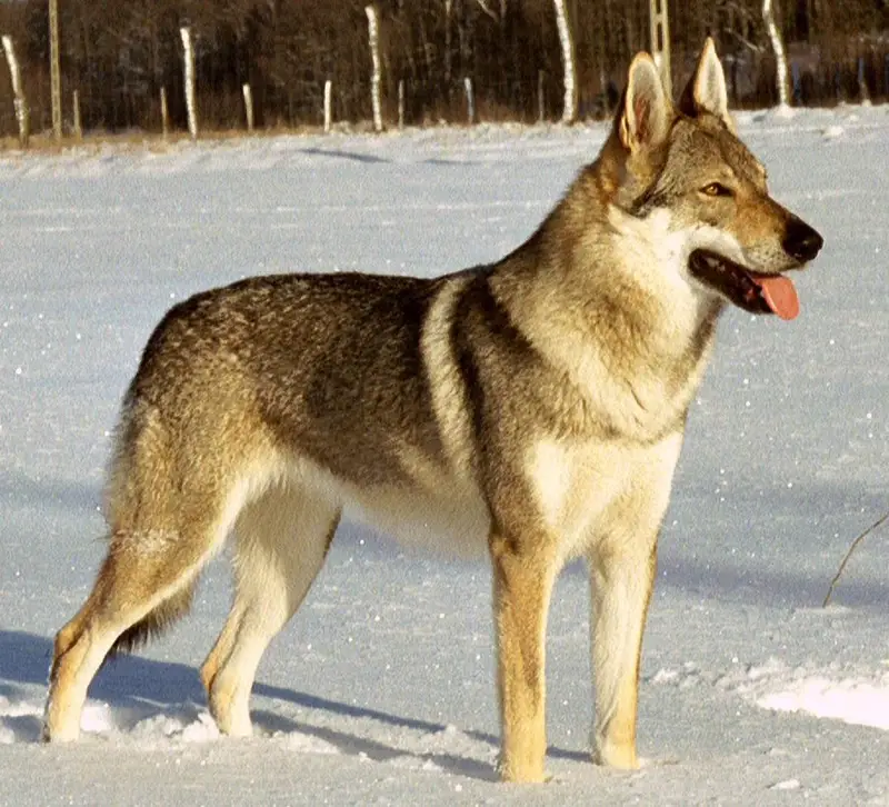 Czechoslovakian Wolfdog - Dog breed similar to East Siberian Laika